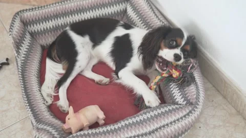 Adorable Cavalier King Charles Spaniel lying comfortably in a cozy dog bed Stock Footage 312339449