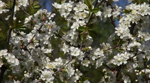 Adorable cherry tree with amazing white blossom and young green tiny leaves Stock Footage 49497022