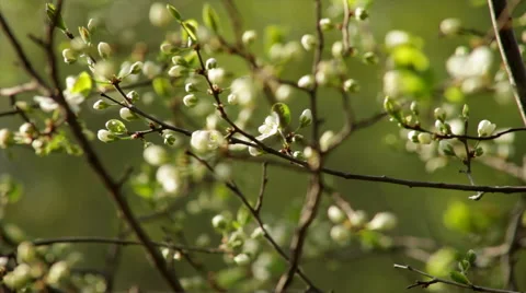 Adorable cherry tree twig with amazing white blossom buds and tiny running ant Stock Footage 49495258