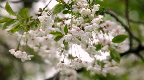 Adorable cherry tree twig with amazing white and pink blossom in the small rain. Stock Footage 49497484