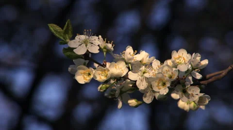 Adorable cherry twig close up with pink blossom, waving on dark blue background. Stock Footage 49496561