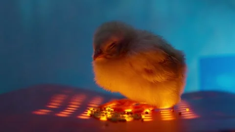 An adorable chick rests peacefully under warm light, embodying innocence and joy Stock Footage 309543550