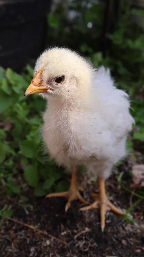 Adorable Chick in Slow Motion Stock Footage 274177203