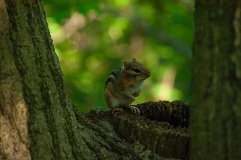 Adorable Chipmunk Perched on a Tree Trunk in a Lush Forest Setting Stock Photos