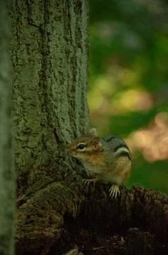 Adorable Chipmunk Perched on a Tree Trunk in a Lush Forest Setting Stock Photos