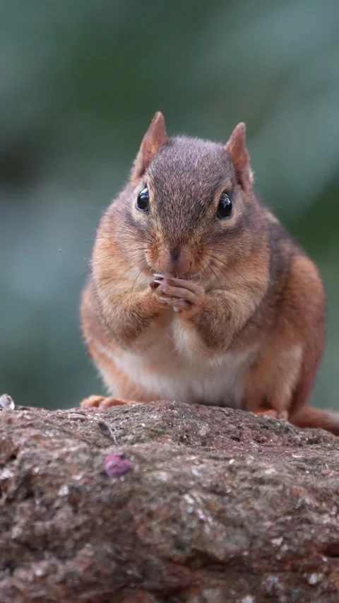 Adorable chipmunk washing its face Tree Stump in Forest, Wildlife Scene Vídeos de archivo 334664338