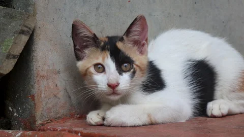 Adorable close-up of a cute calico kitten with fully opened eyes Stock Footage 314952850
