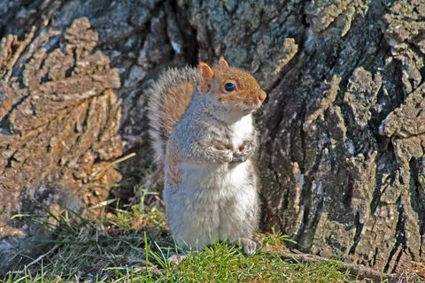 Adorable close-up of a squirrel in front of a tree trunk in a park in Washi.. Stock Photos