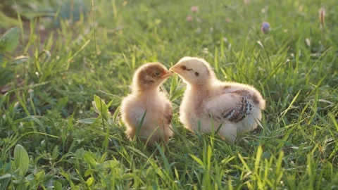 Adorable close up two little chickens on grass field or grassland on the natural Stock Footage 278512962