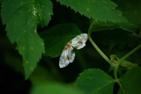 Adorable Clouded magpie on lush green leaf Stock Photos