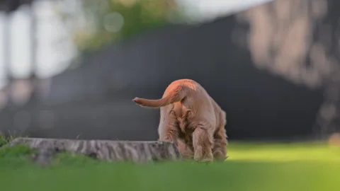 Adorable cocker spaniel puppies running and playing outdoors, happy sunny day Stock Footage 334136830