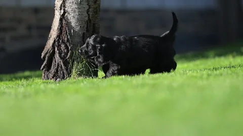 Adorable cocker spaniels running and jumping on lawn. Stock Footage 315697607