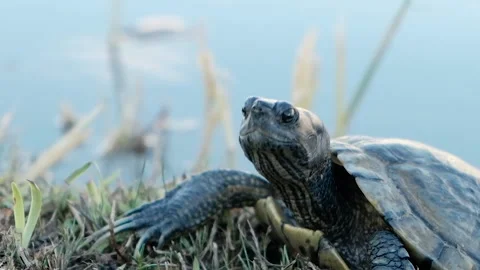 An adorable Cooter Turtle dropping and raising it's head by the lake - Stock Footage 135116420