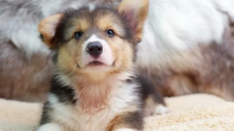 Adorable Corgi puppy looking at camera. Vídeo Stock 246463573