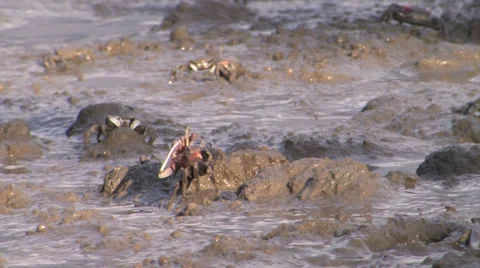 Adorable Crabs on the Tidal Flats Stock Footage 36166267