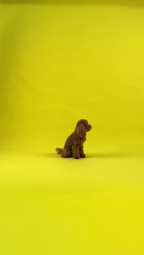 Adorable cute brown dog posing beautifully on bright yellow background Stock Footage 301399325