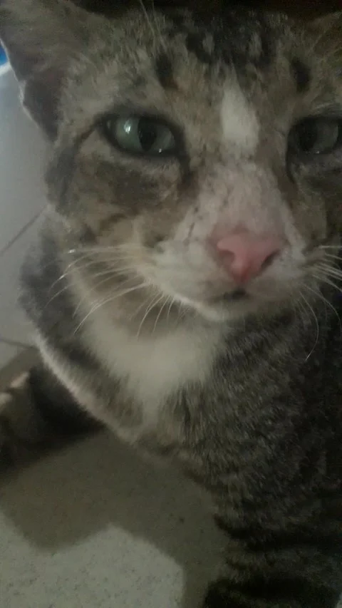 Adorable cute cat Stock Footage 213830248