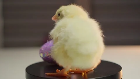 An adorable cute chick joyfully interacting with a vibrant and colorful glitter Stock Footage 306491394