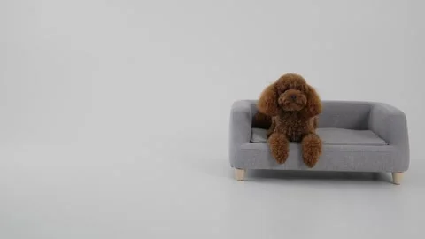 An adorable cute dog is lying down on a gray couch, relaxing peacefully in a Stock Footage 312255926