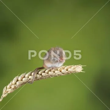 Adorable cute harvest mice micromys minutus on wheat stalk with neutral green Stock Photos