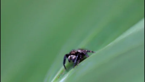 Adorable Cute Jumping Spider insect macro closeup - Salticidae Stock Footage 89607034