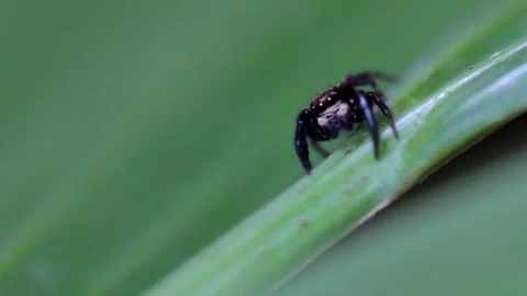 Adorable Cute Jumping Spider insect macro closeup - Salticidae Stock Footage 89607063