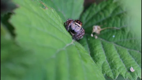 Adorable Cute Jumping Spider insect macro closeup - Salticidae Stock Footage 89607078
