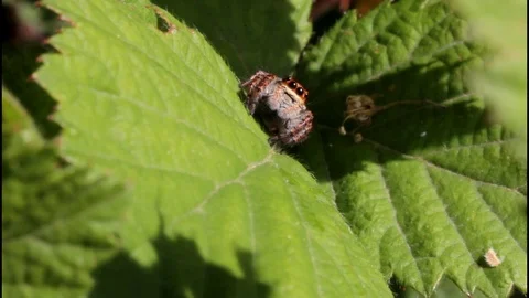 Adorable Cute Jumping Spider insect macro closeup - Salticidae Stock Footage 89607117