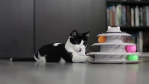 Adorable cute kitten playing tower of tracks cat toy inside the house Stock Footage 252403997
