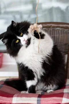 Adorable cute kitty holding a thread with one paw Stock Photos