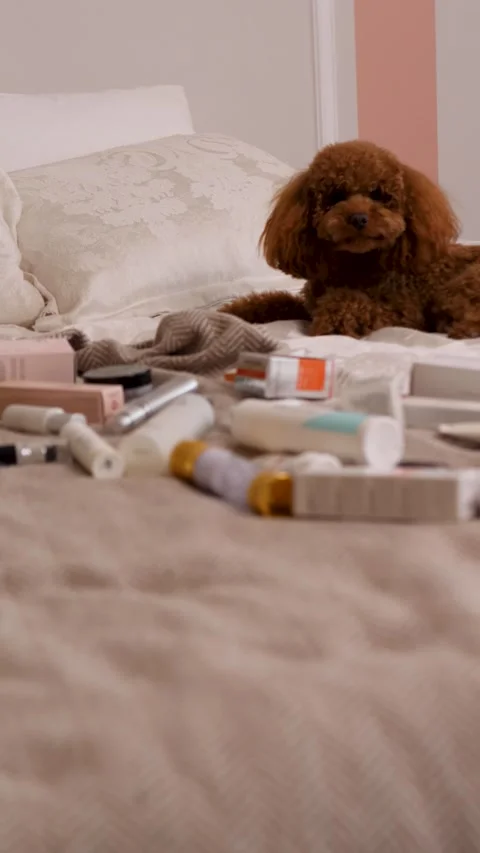 An adorable, cute poodle is surrounded by an array of beautiful beauty products Stock Footage 307584068