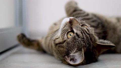 Adorable cute tabby cat lying on floor looking in mirror Stock-Footage 239321609
