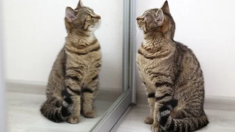 Adorable cute tabby cat lying on floor looking in mirror Stock-Footage 239321622