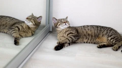 Adorable cute tabby cat lying on floor looking in mirror Stock-Footage 239321624