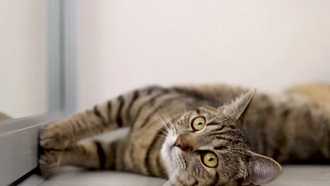 Adorable cute tabby cat lying on floor looking in mirror Stock Footage 239321707