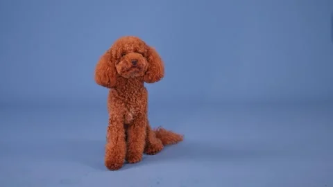 Adorable Cute Toy Poodle Posing on a Soft Blue Background for a Captivating Stock Footage 305545027