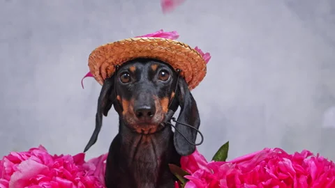 Adorable dachshund in straw hat poses among vibrant pink flowers in playful Stock Footage 320031789