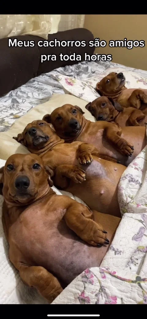 Adorable Dachshunds Lined Up in a Row, Belem, Para, Brazil - 21 Jul 2022 Stock-Footage 205526708