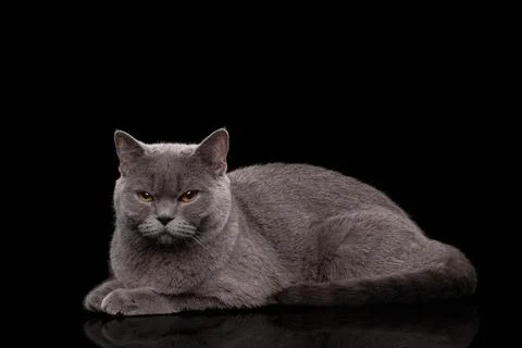 Adorable dark gray Scottish Straight cat Stock Photos