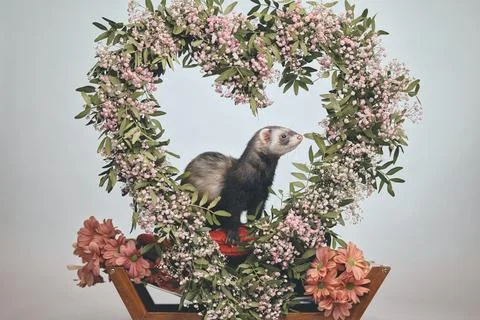 Adorable dark sable ferret in Studio with Valentine Floral Heart Stock Photos