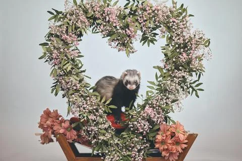 Adorable dark sable ferret in Studio with Valentine Floral Heart Stock Photos