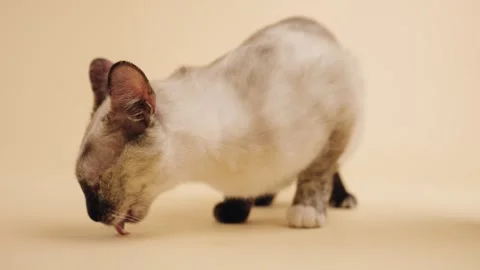 Adorable devon rex cat licking floor Video stock 345210359