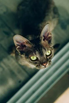 Adorable Devon Rex 스톡 사진