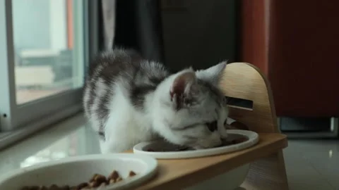 Adorable docile pets small cat time to eat. Stock Footage 171892619