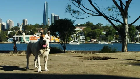 Adorable dog  in Balmain Sydney with Waterview Workshop background slow mo Stock Footage 166375390