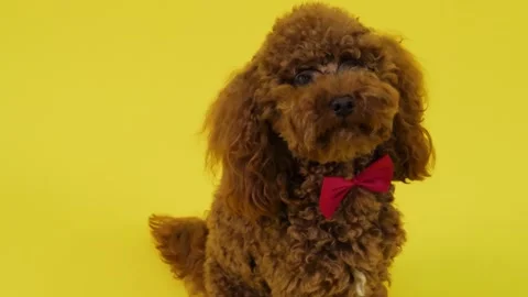 Adorable dog in bow tie posing on bright yellow background, radiating fun Stock Footage 301430586