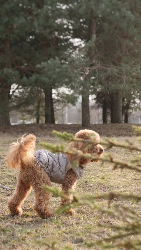 An adorable dog dressed in a cozy winter outfit is happily playing in the Stock Footage 305256997