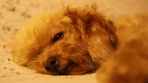 Adorable Dog Falling Asleep Stock Footage 38847347