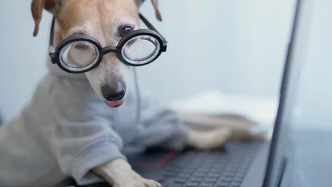 Adorable dog in glasses working with computer. dog freelancer computer work Vídeo Stock 126926651