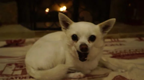 Adorable dog laying down by fire - sleepy / tired and yawns (chihuahua mix) Stock Footage 47457515